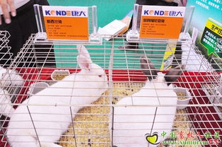 康大兔業參展2010中國畜牧業暨飼料工業展覽會 引領兔業發展新趨勢