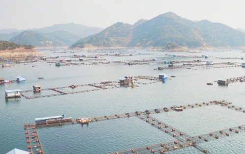 水清河暢貴州興義萬峰湖 生態畜牧業釋放綠色紅利